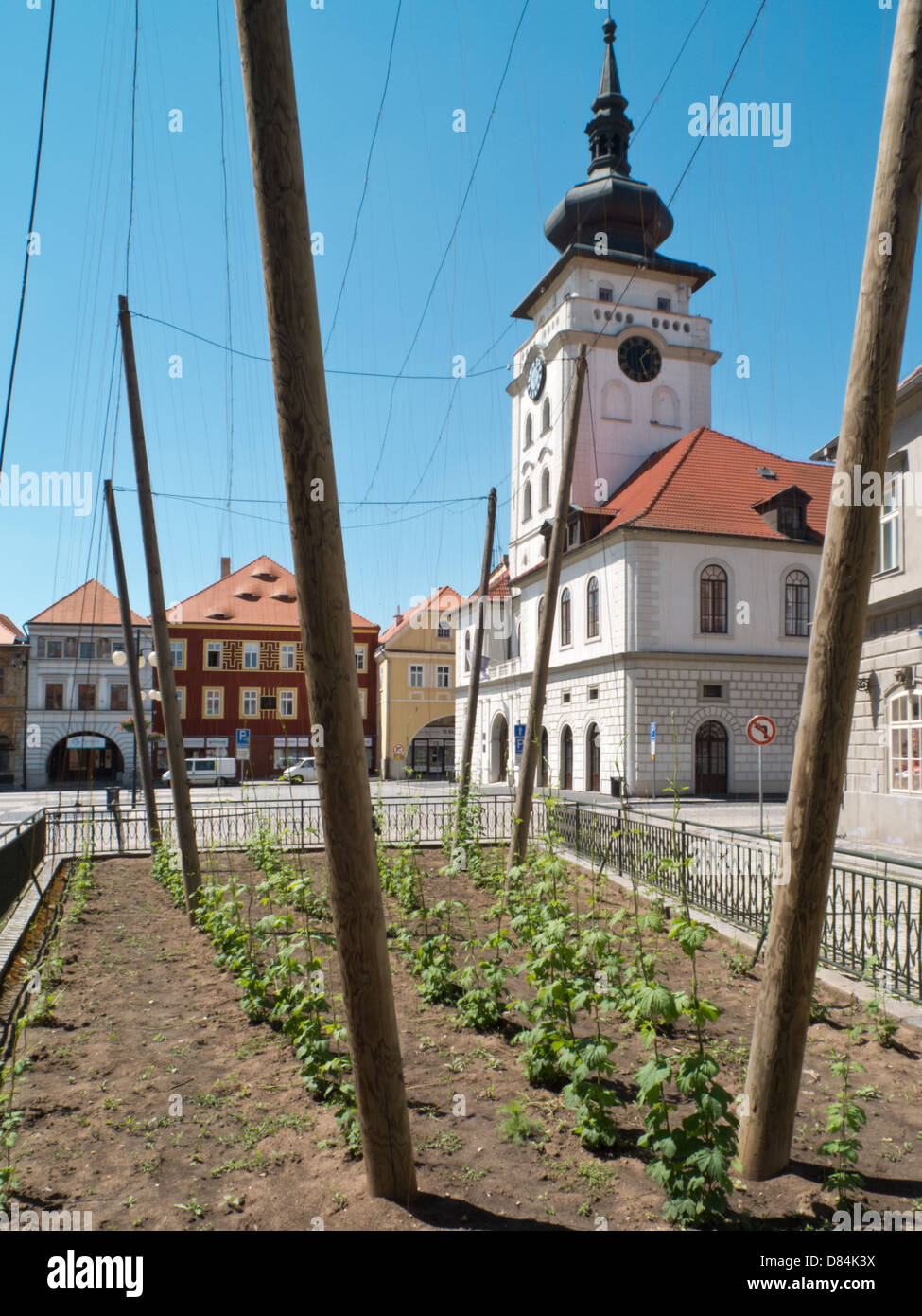 Hop dans le jardin de la ville de Žatec, République Tchèque Banque D'Images