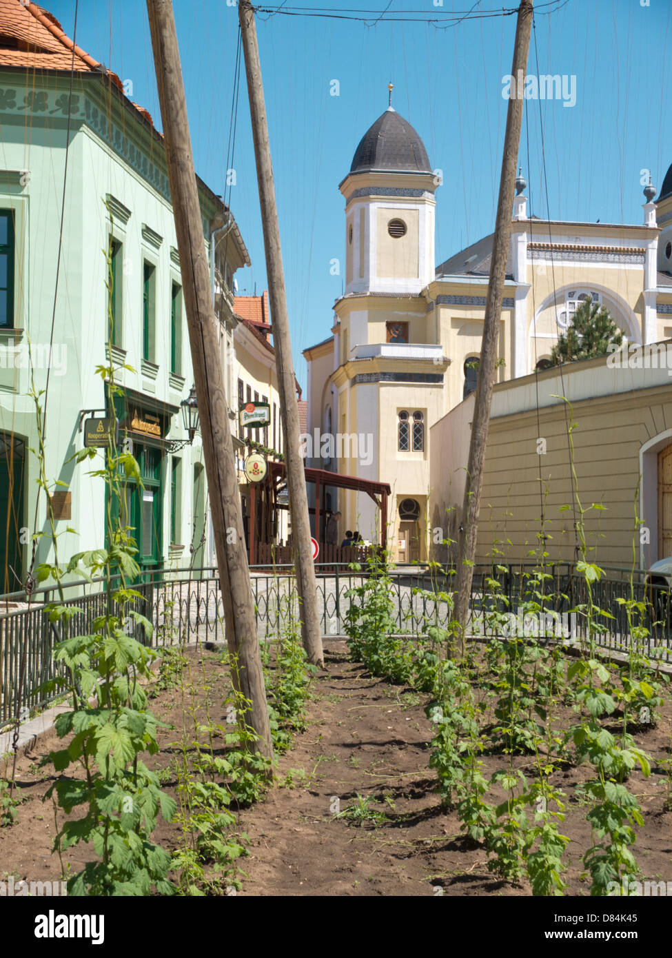 Hop dans le jardin de la ville de Žatec, République Tchèque Banque D'Images