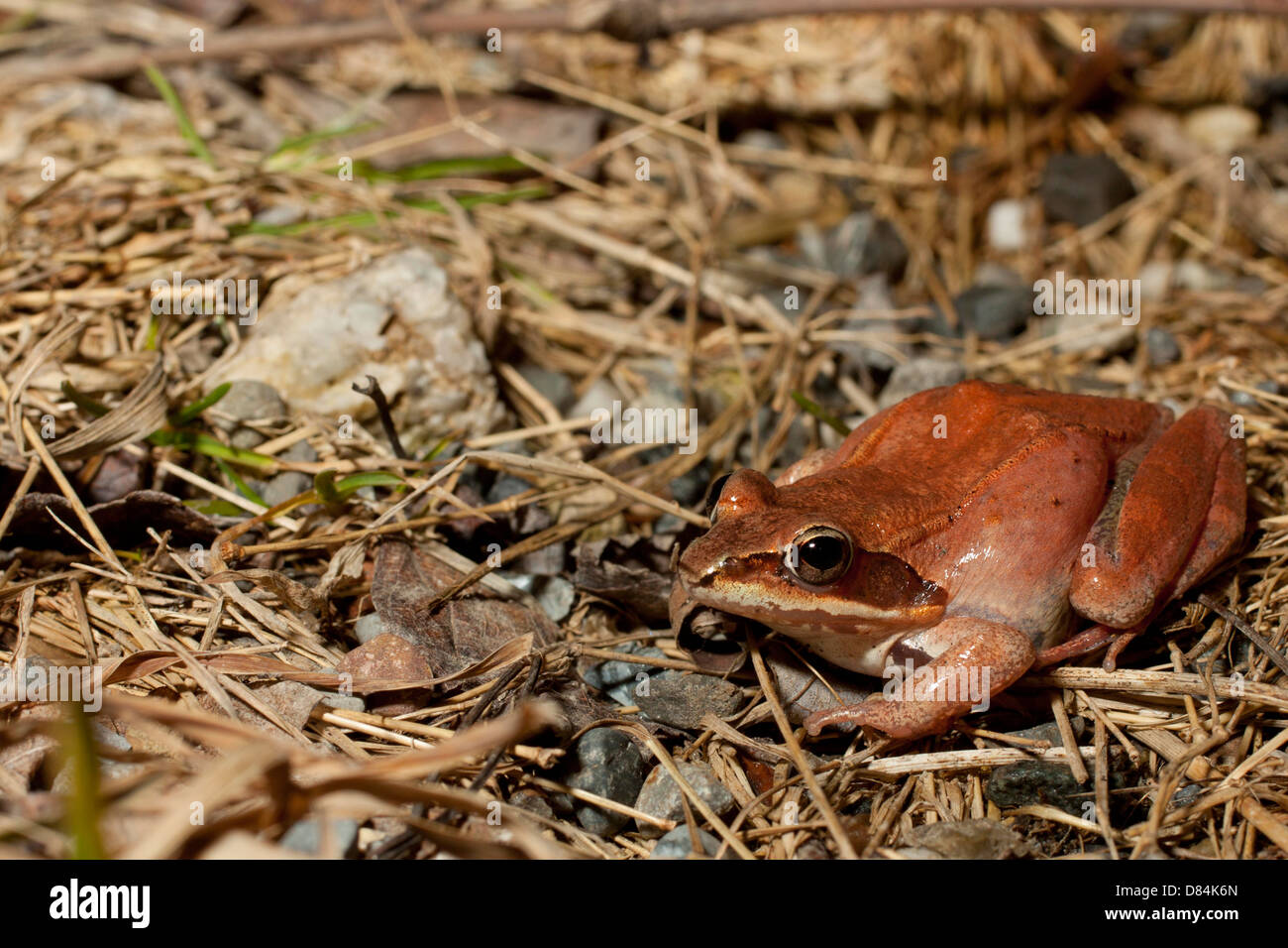 Une séance de la grenouille des bois sur sol forestier - Lithobates sylvaticus Banque D'Images