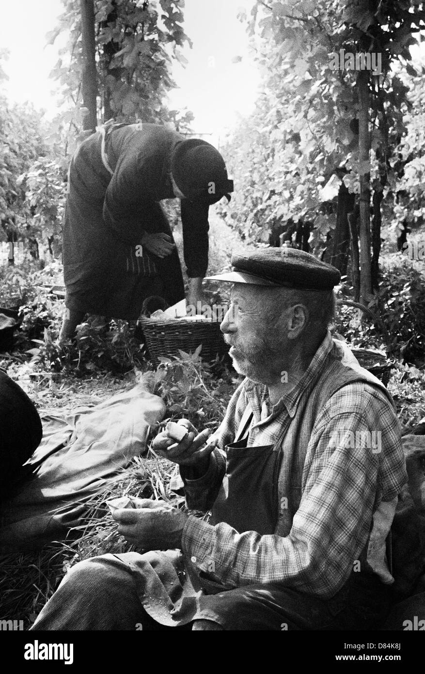 Automne 1963 couple senior ramasseurs de raisin pique-nique dans le vignoble Alsace France Europe Banque D'Images