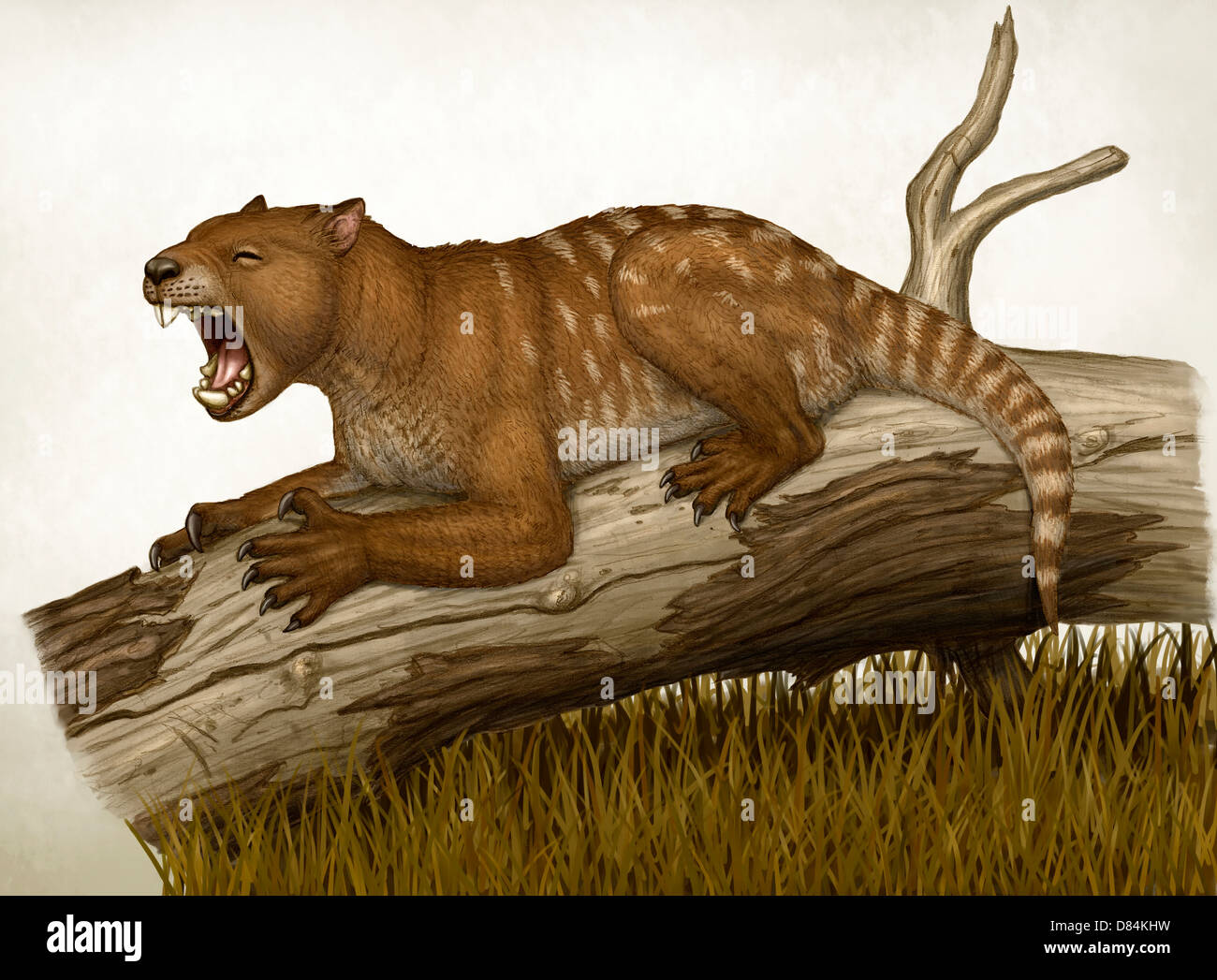 Thylacoleo carnifex, un marsupial et apex predator qui vivait en Australie. Banque D'Images