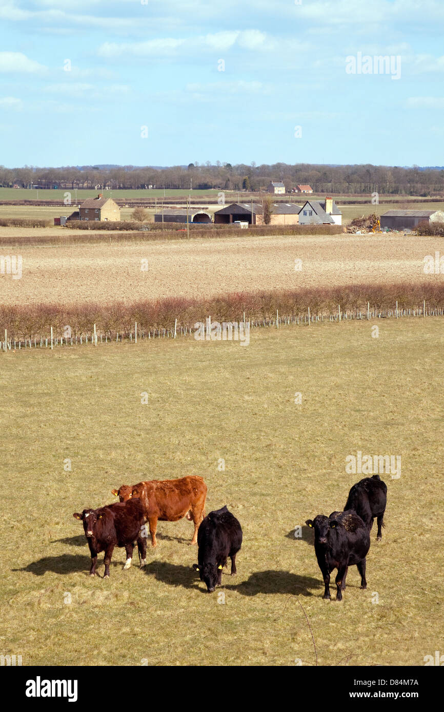 Les vaches sur une ferme près de East Cambridgeshire Swaffham Prior, Cambridgeshire East Anglia UK Banque D'Images