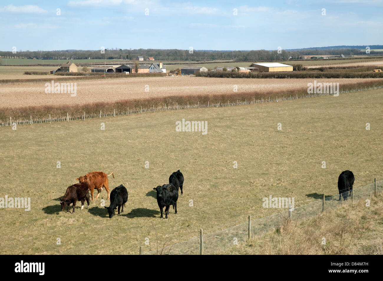 Les vaches sur une ferme près de East Cambridgeshire Swaffham Prior, exemple de l'agriculture ou de l'agriculture, de l'East Anglia Royaume-uni Cambridgeshire Banque D'Images