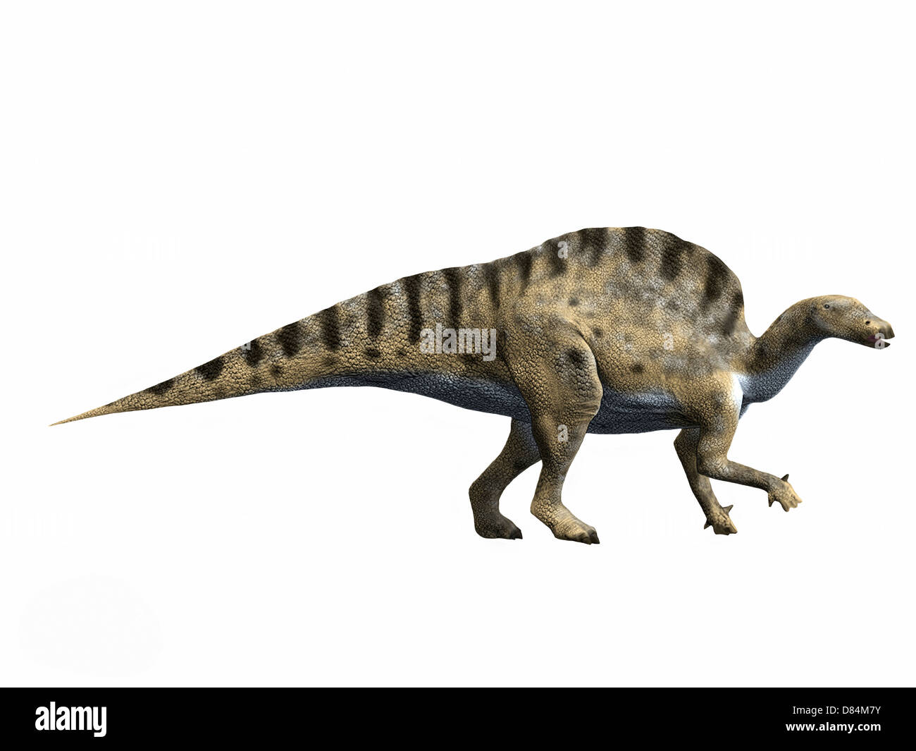 Ouranosaurus nigeriensis, début du Crétacé du Niger. Banque D'Images