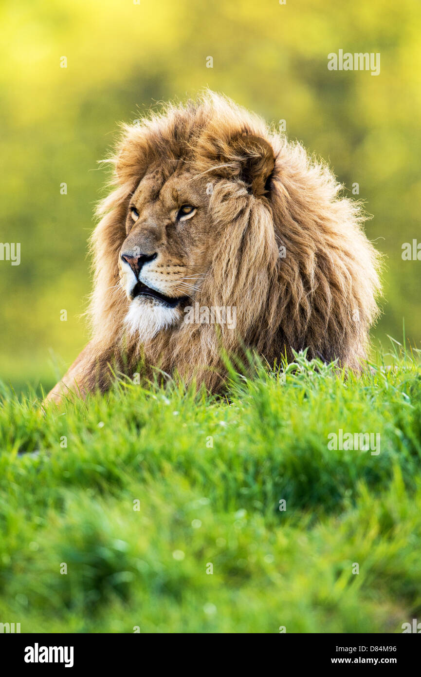Lion rétroéclairé au milieu de l'herbe vert vif Banque D'Images