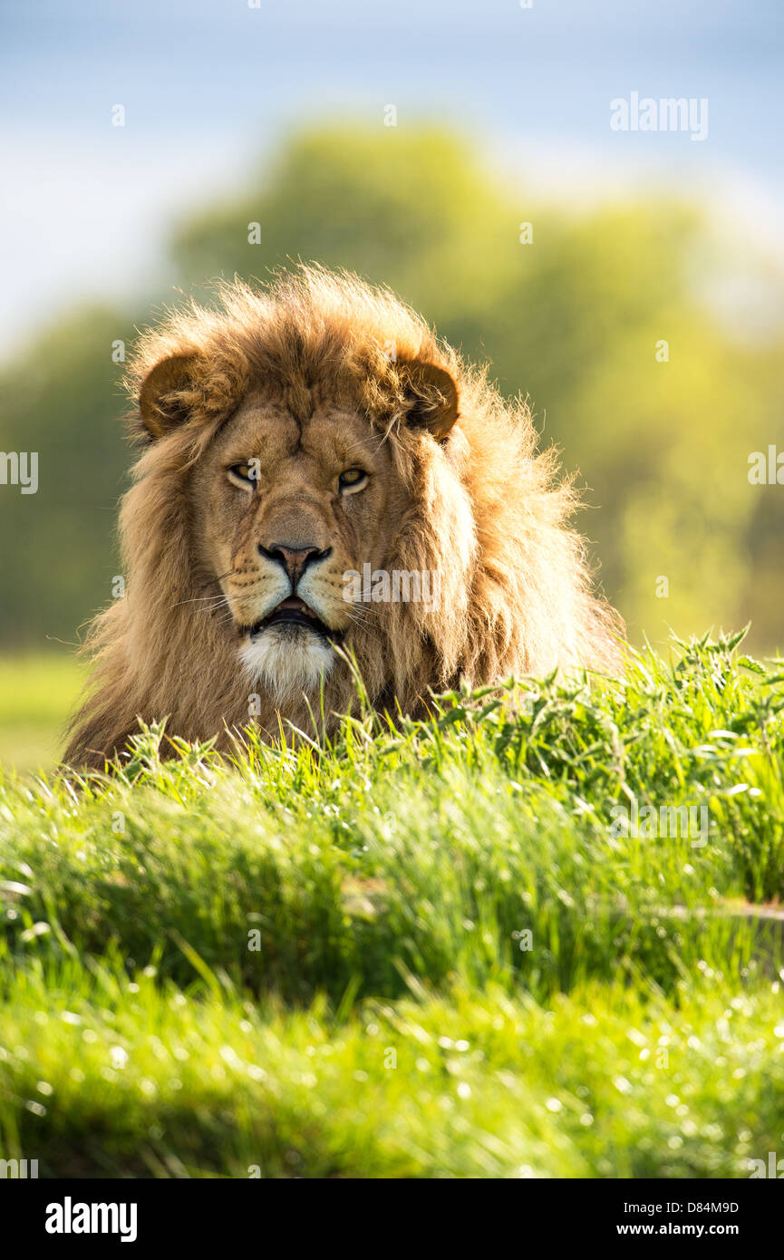 Lion rétroéclairé au milieu de l'herbe vert vif Banque D'Images