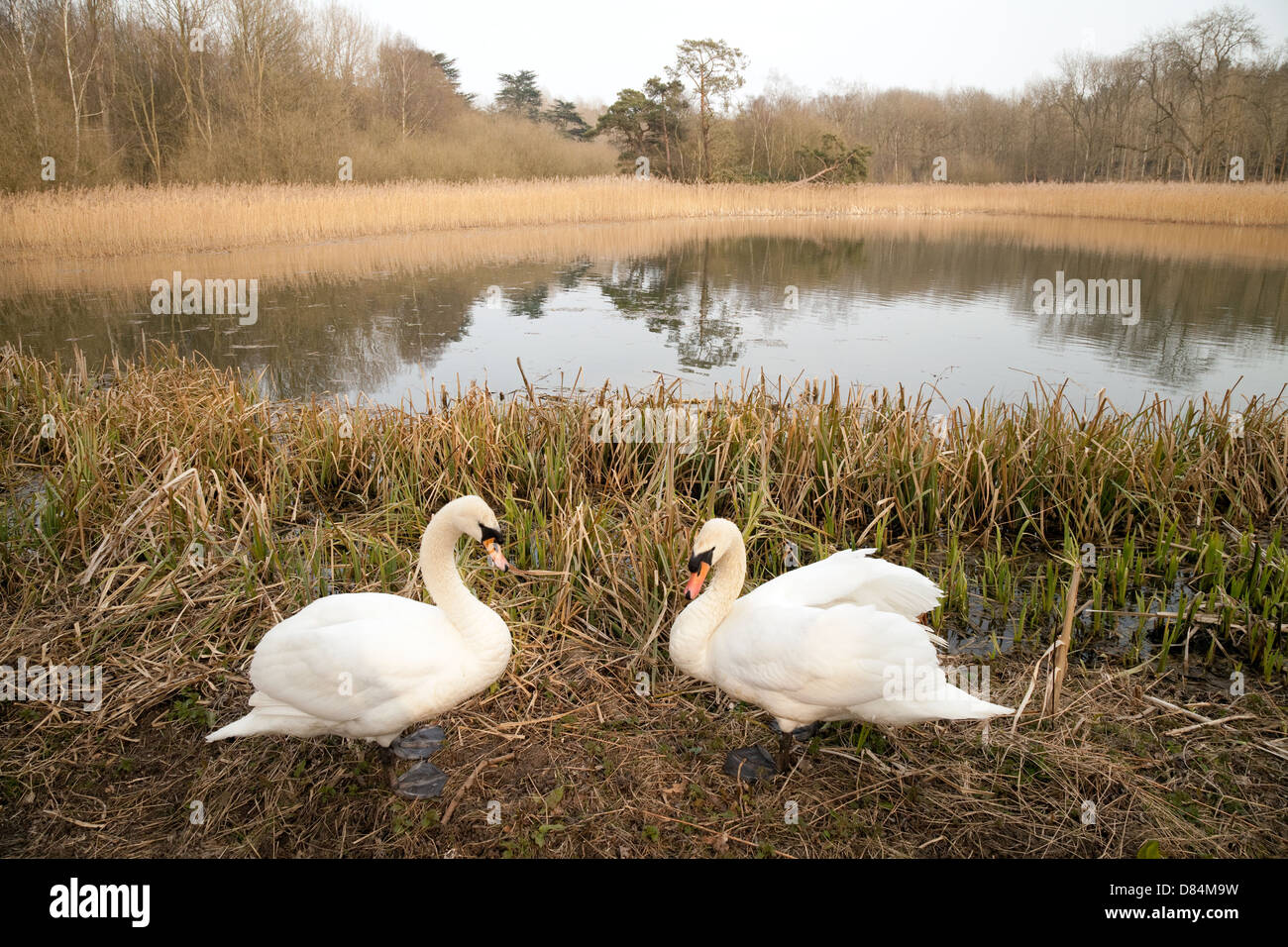 Une paire de couple de cygnes par Fairy Lake, B-6834, la campagne anglaise du Suffolk, East Anglia UK Banque D'Images