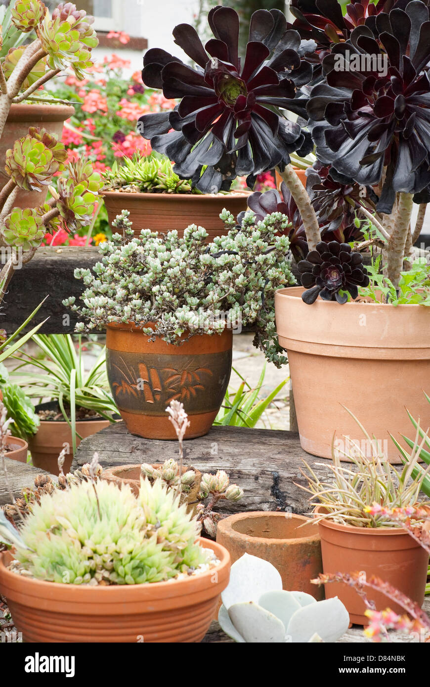 Plantes Succulentes en vente au centre de jardin dans l'Essex, UK Banque D'Images