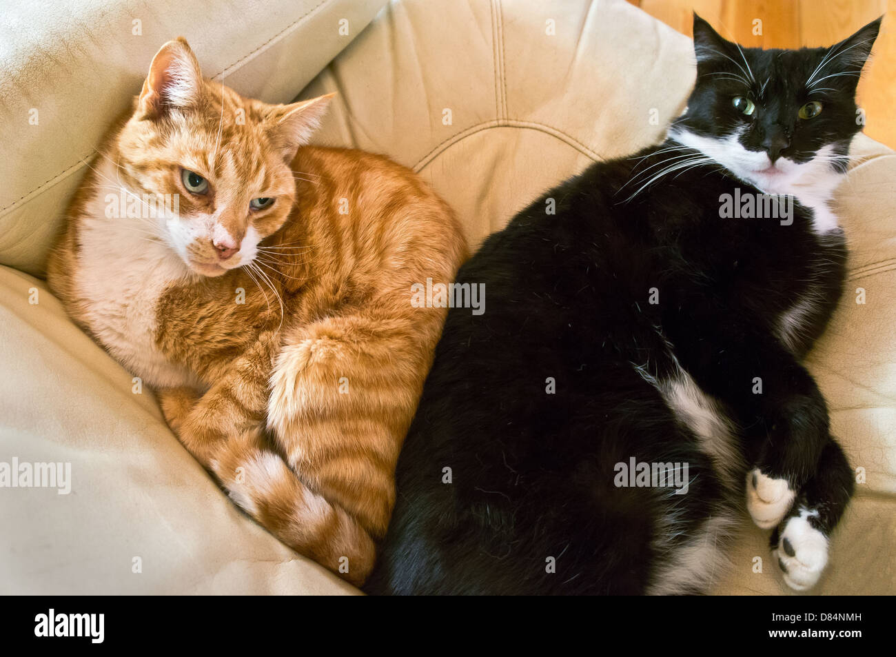 Les chats se reposant sur un fauteuil en forme de coeur. Banque D'Images