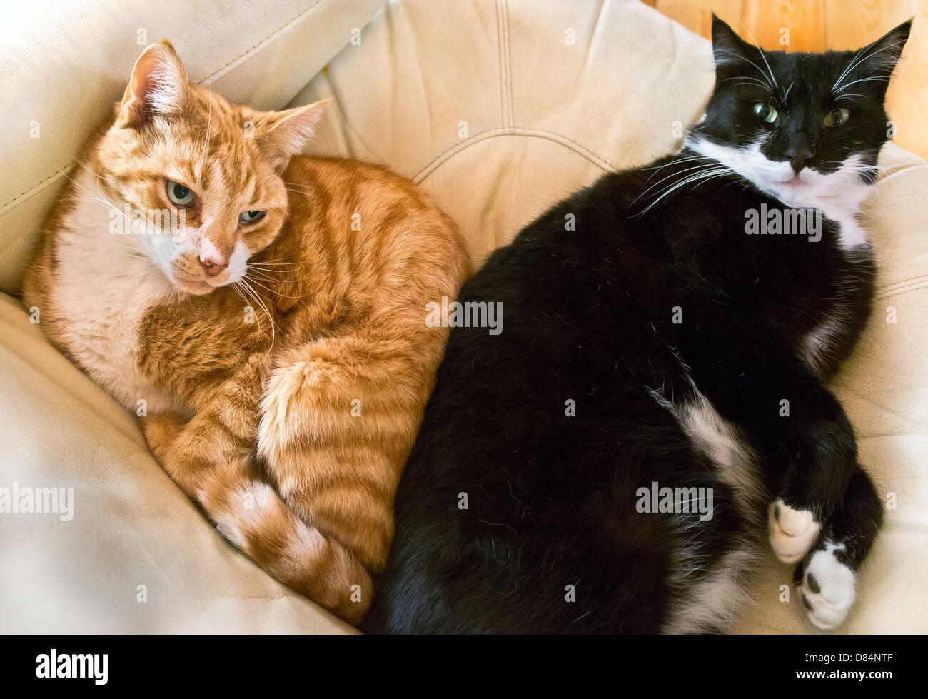 Les chats se reposant sur un fauteuil en forme de coeur Banque D'Images