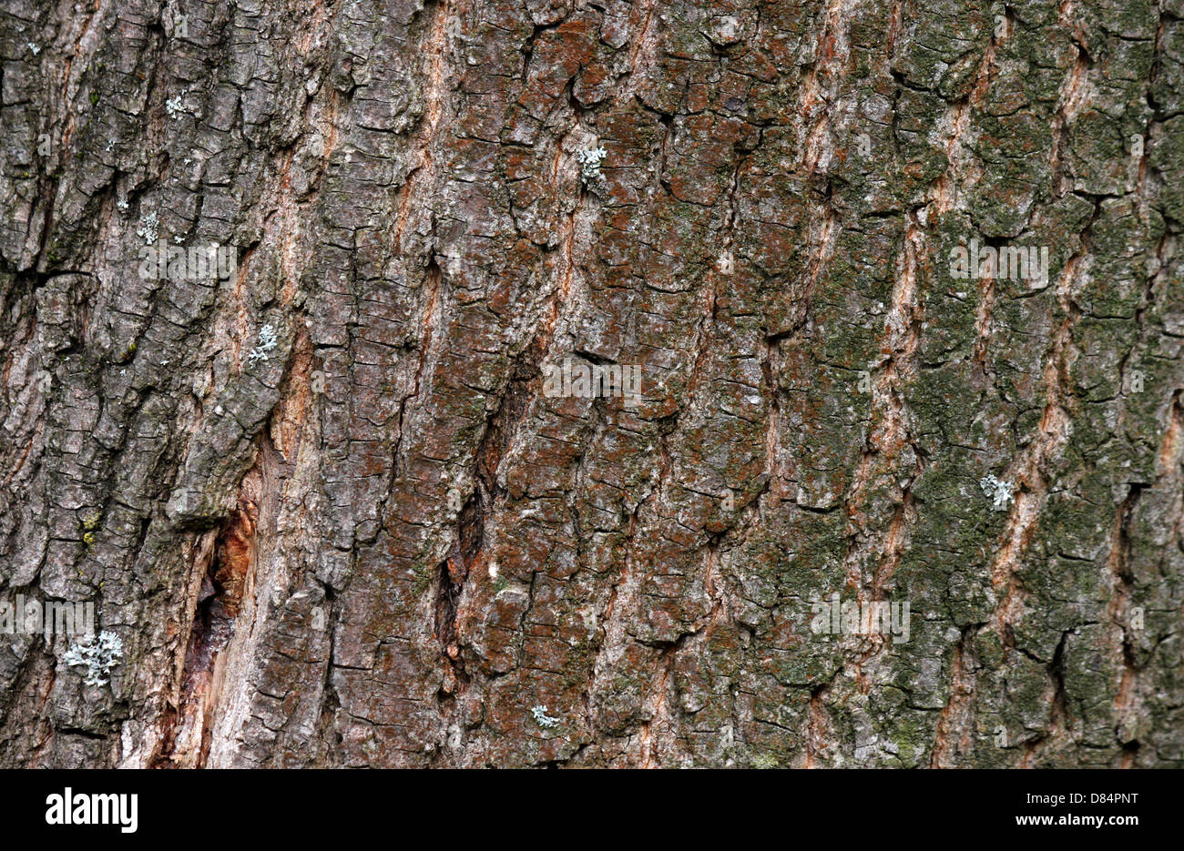 Close up de l'écorce de texture arbre Banque D'Images