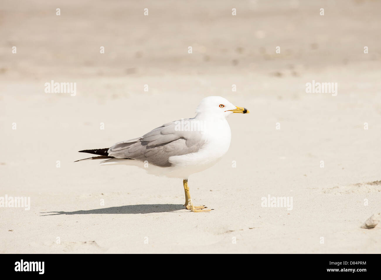 Seagull at beach Banque D'Images