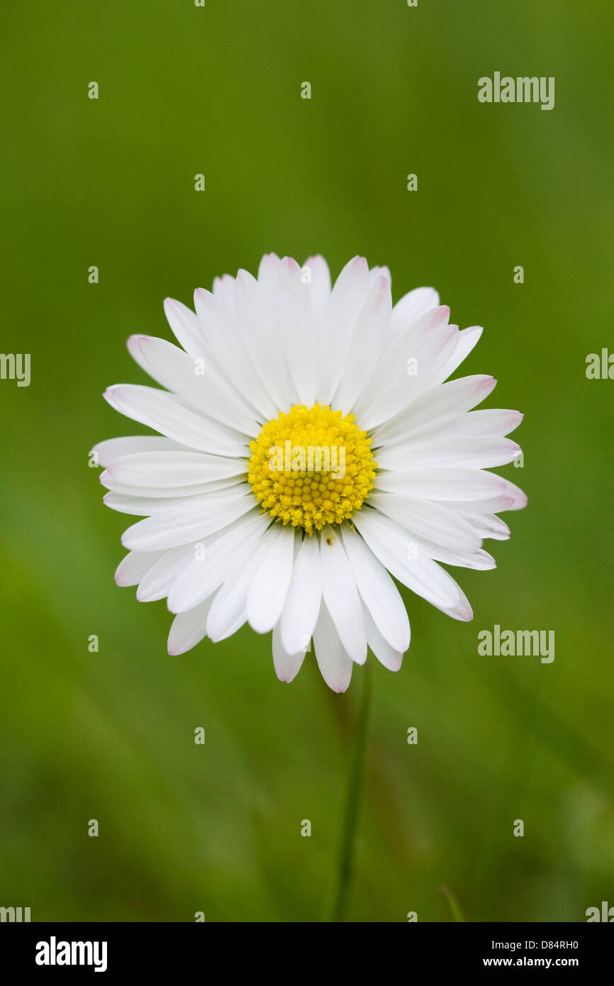 Bellis perennis. Daisy dans le jardin. Banque D'Images