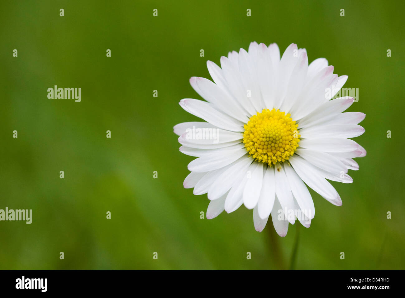 Bellis perennis. Daisy dans le jardin. Banque D'Images