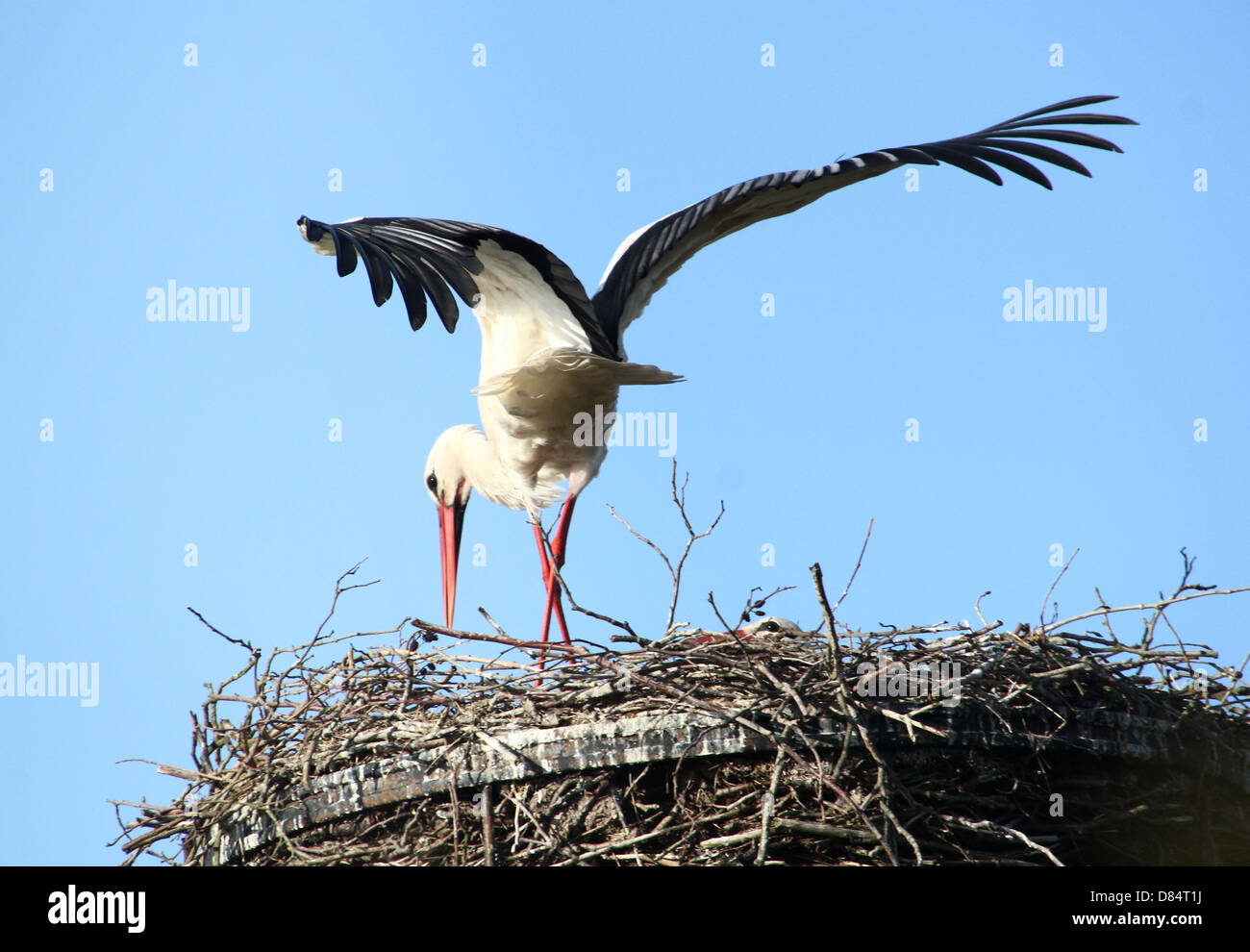 Mâle adulte Cigogne Blanche (Ciconia ciconia) l'atterrissage sur le nid Banque D'Images