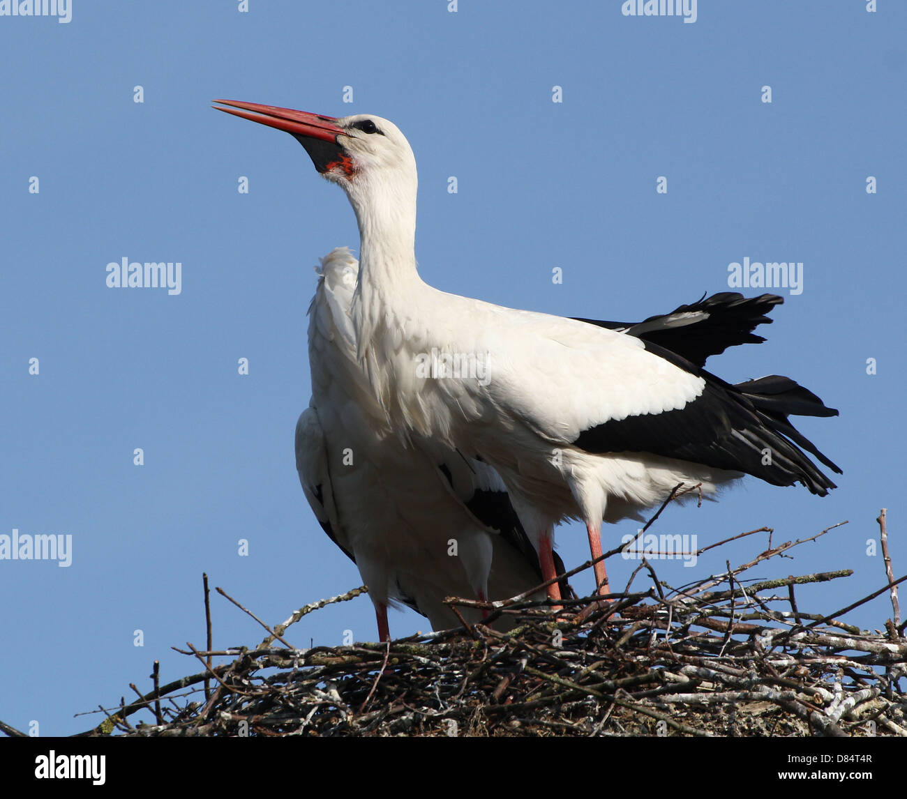 Close-up détaillé de noisy loi-claquement par un homme adulte Cigogne Blanche (Ciconia ciconia) sur le nid (série de 7 images) Banque D'Images