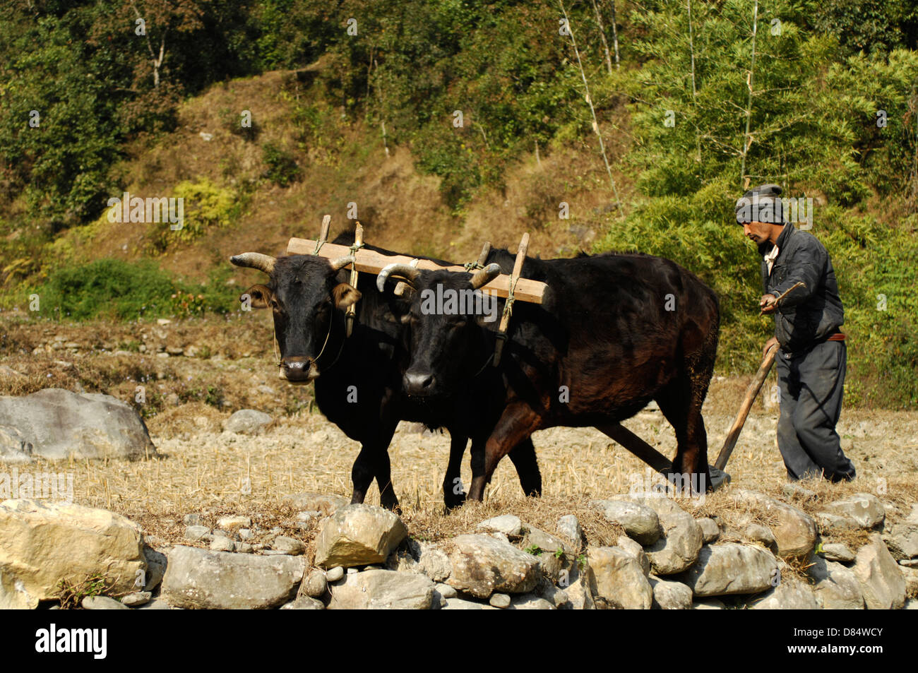 L'homme buffle népalais avec un champ de labour au Népal Banque D'Images