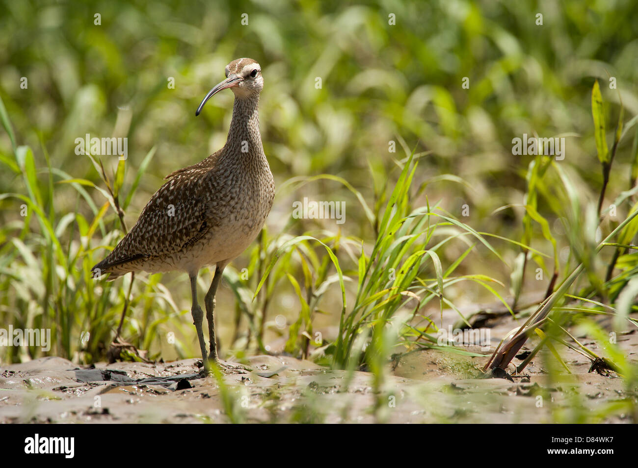 Long bec, oiseau marche dans une mangrove au Costa Rica, Amérique Centrale Banque D'Images