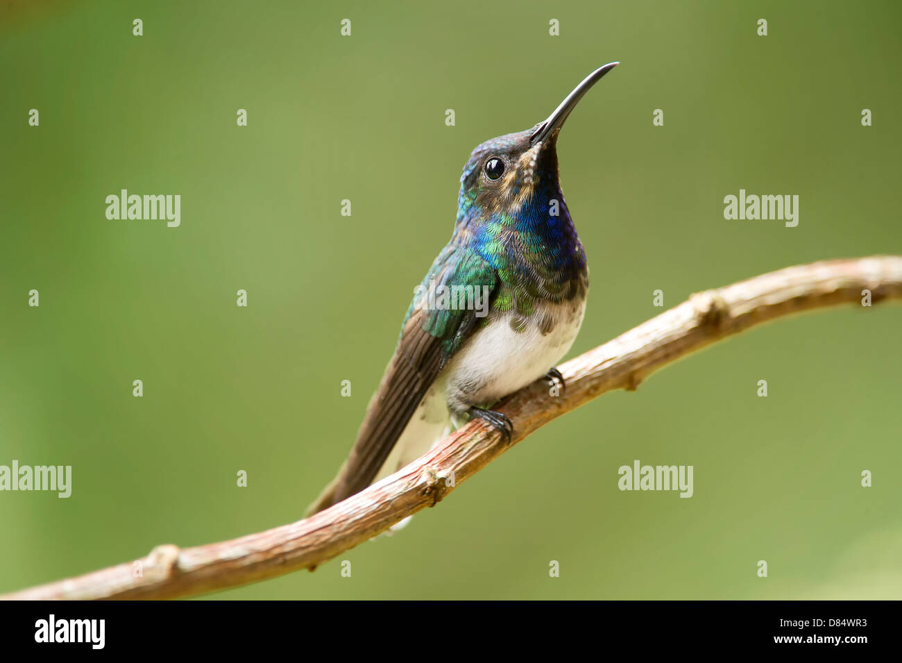 White-necked Jacobin colibri mâle immature perché sur une branche au Costa Rica, Amérique Centrale Banque D'Images