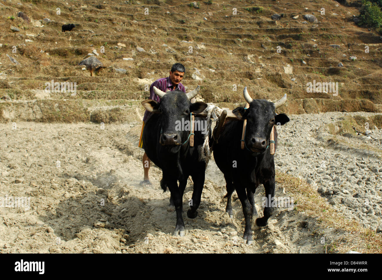 L'homme buffle népalais avec un champ de labour au Népal Banque D'Images