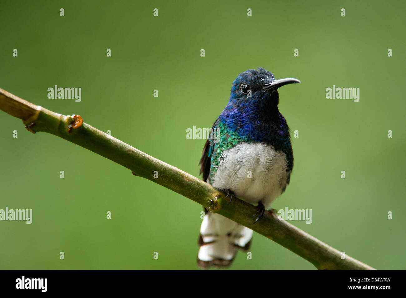 White-necked Jacobin colibri mâle immature perché sur une branche au Costa Rica, Amérique Centrale Banque D'Images