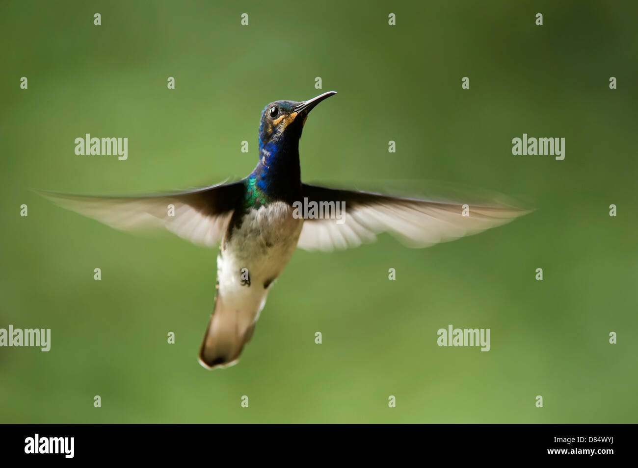 White-necked Jacobin colibri mâle immature battant au Costa Rica, Amérique Centrale Banque D'Images