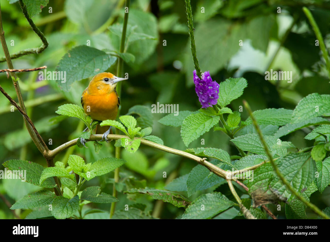 L'oriole de Baltimore oiseau perché sur une branche au Costa Rica, Amérique Centrale Banque D'Images