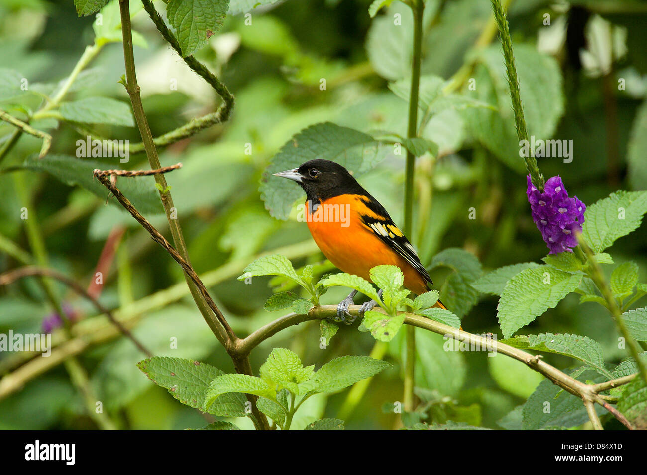 L'oriole de Baltimore oiseau perché sur une branche au Costa Rica, Amérique Centrale Banque D'Images