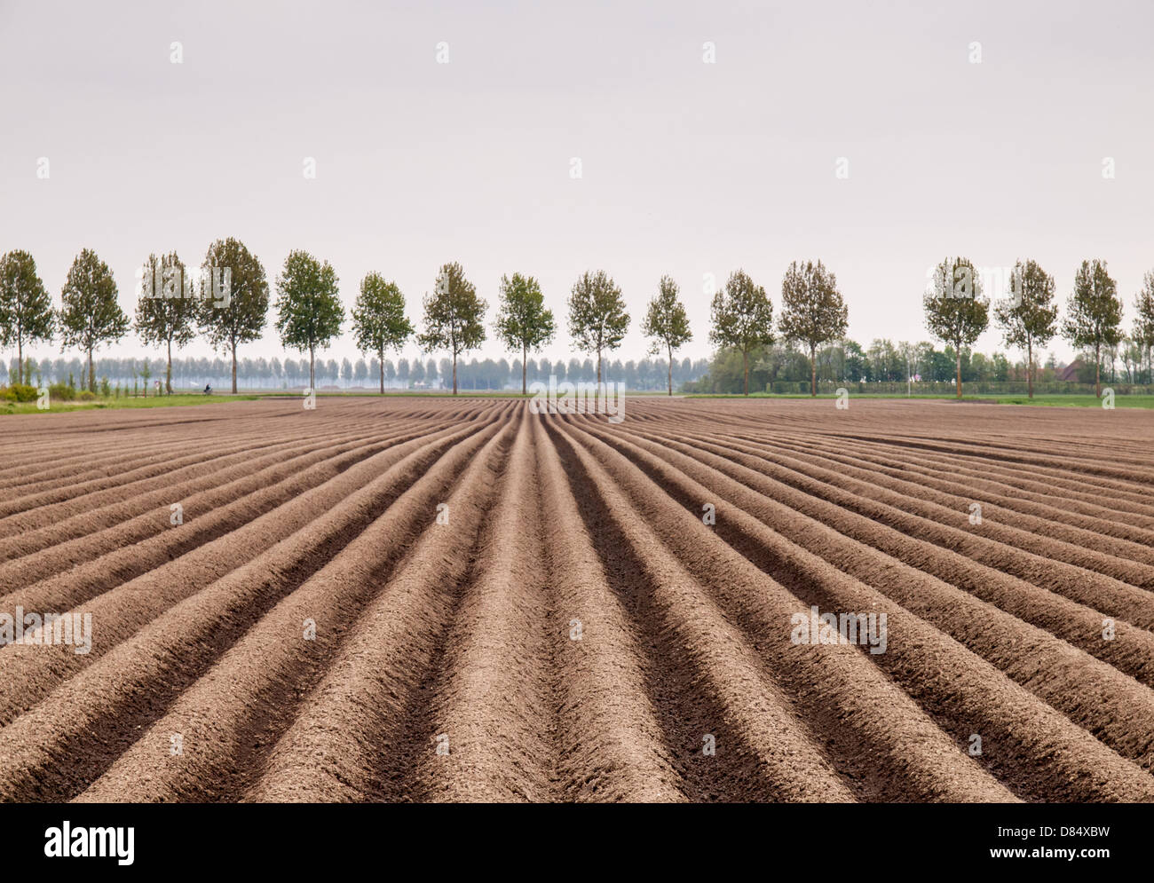 Les crêtes à la terre en champ de pommes de terre au printemps dans un paysage de polders néerlandais Banque D'Images