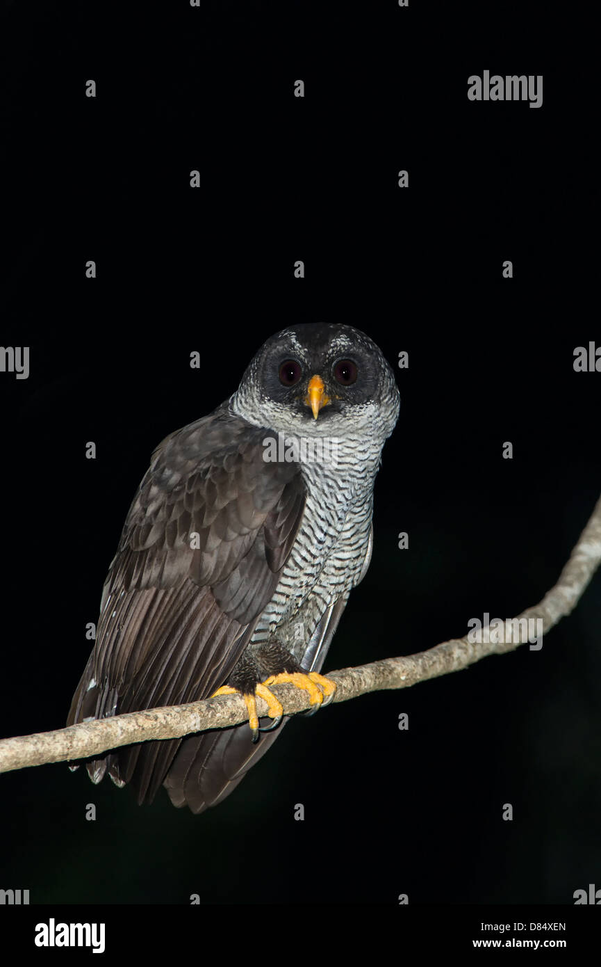 Le noir et blanc Owl perché sur la succursale de nuit au Costa Rica, Amérique Centrale Banque D'Images