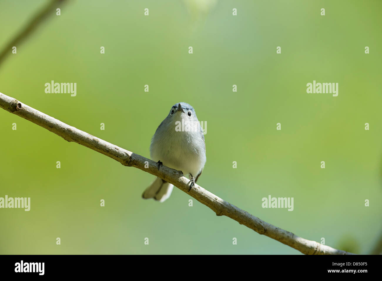 Petit oiseau chanteur perché sur une branche avec arrière-plan agréable - Gobemoucheron gris-bleu Polioptila caerulea Banque D'Images