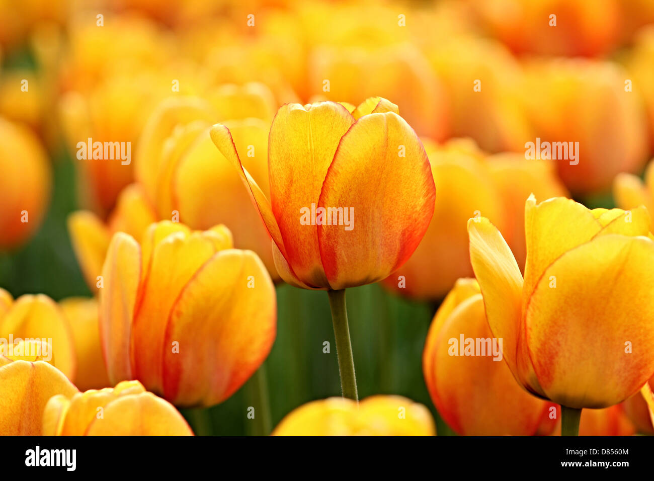 Tulipe jaune Banque de photographies et d'images à haute résolution - Alamy