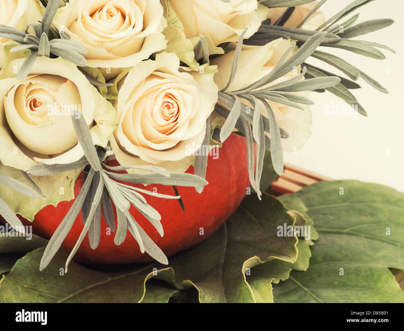 Rosiers en pot citrouille Banque D'Images