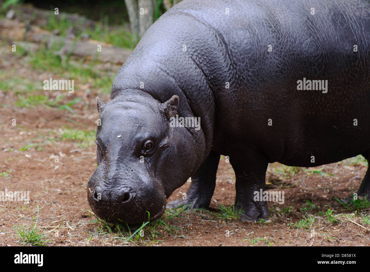 Hippo pygmées sur gazon permanent examine l'appareil photo Banque D'Images