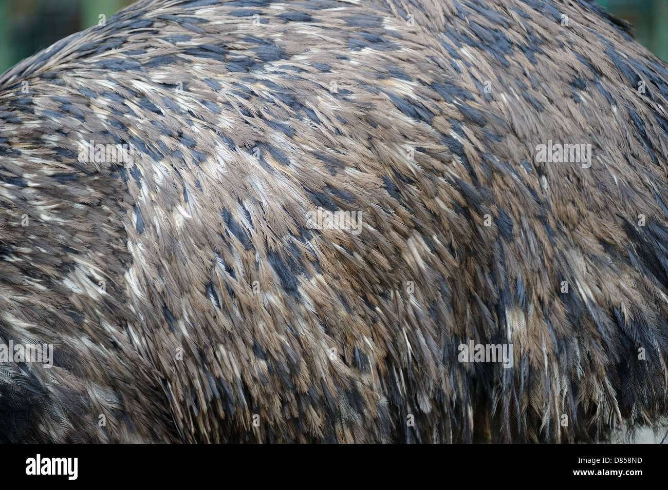 Plumes d'Autruche close-up abstract Banque D'Images