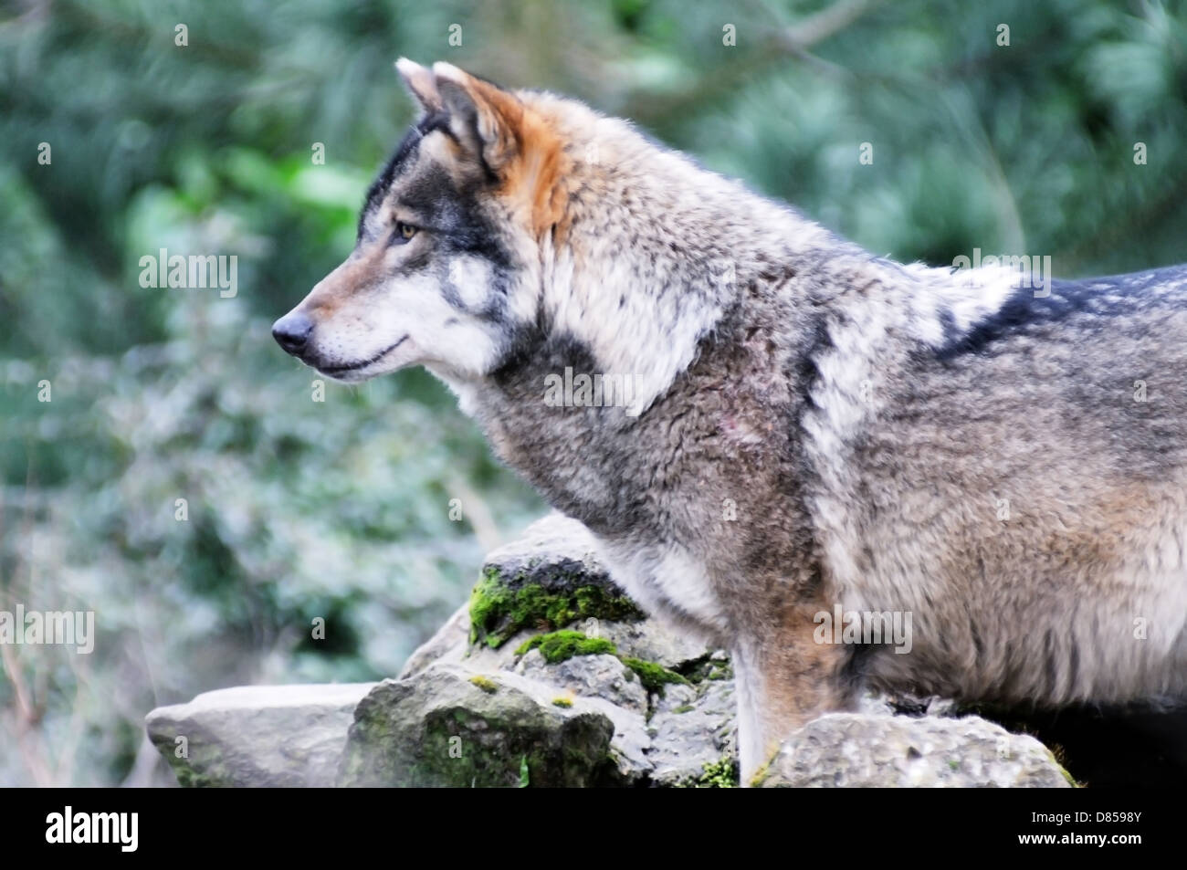 Un loup solitaire dans une forêt gros plan de profil Banque D'Images