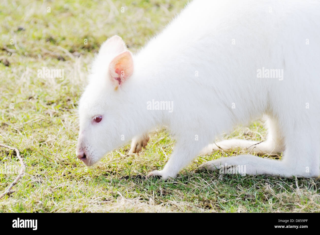 Profil gros plan de wallaby albinos mange de l'herbe Banque D'Images