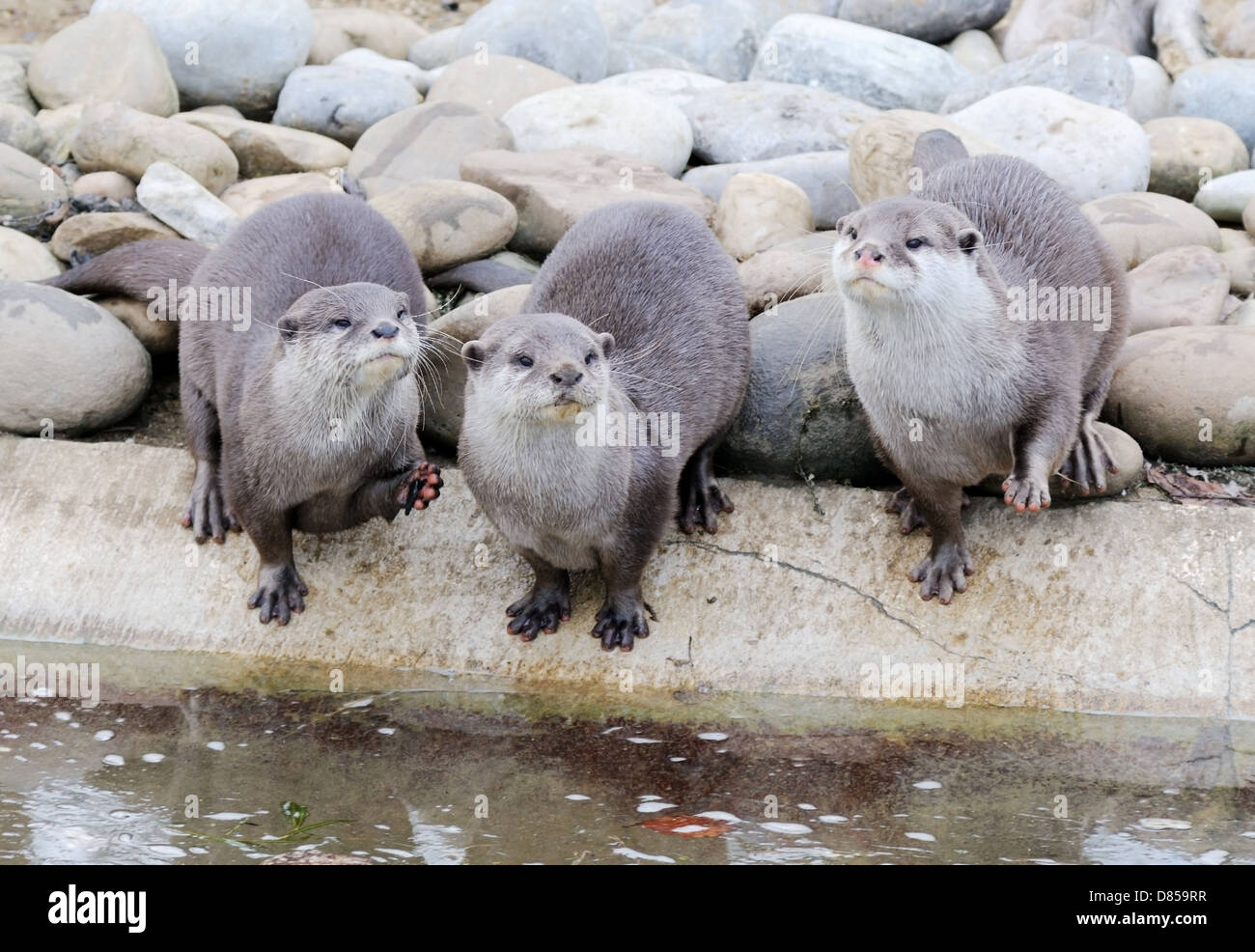 Trois loutres mignonnes par le bord de l'eau Banque D'Images