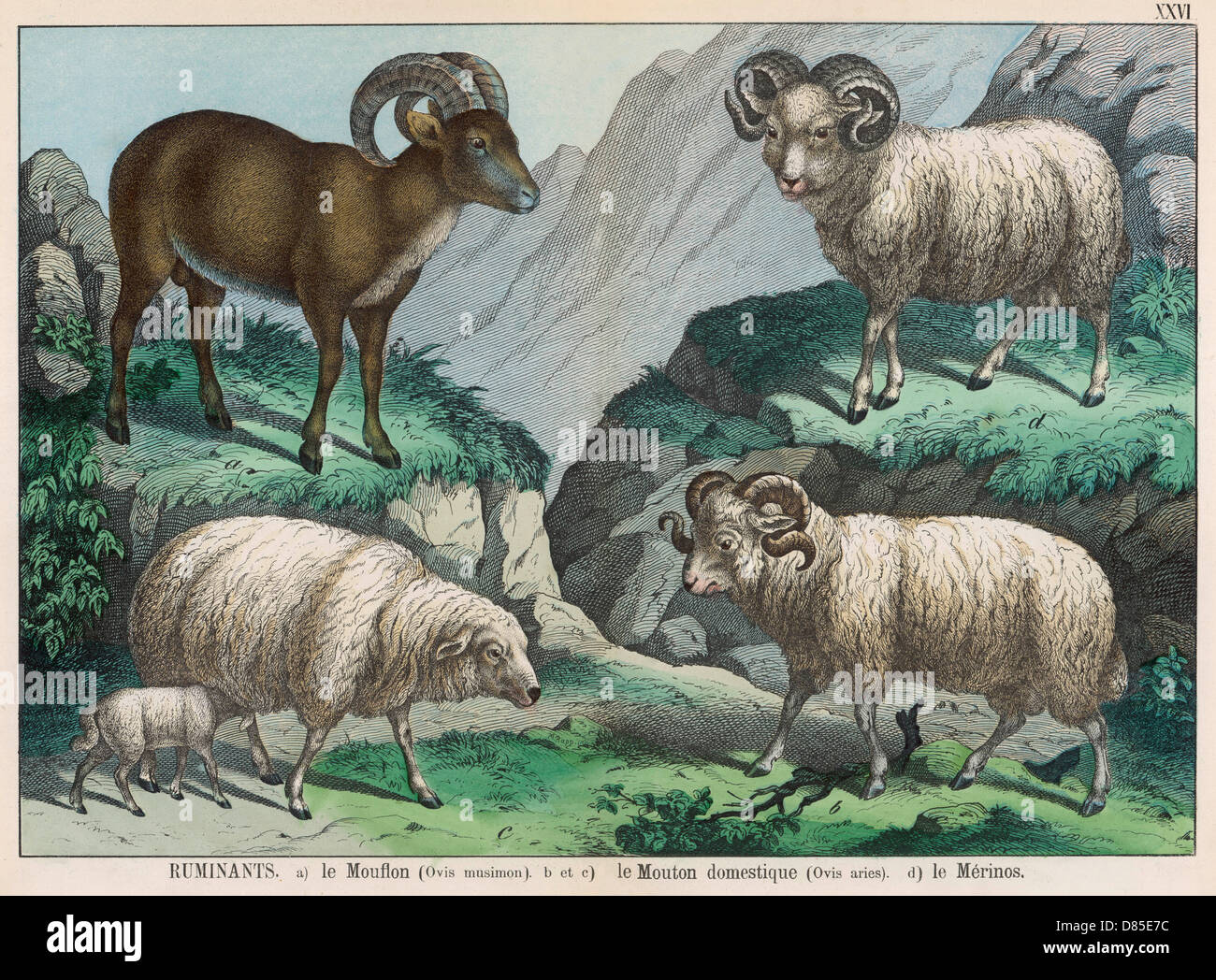 Mouflon sheep Banque de photographies et d’images à haute résolution — free download