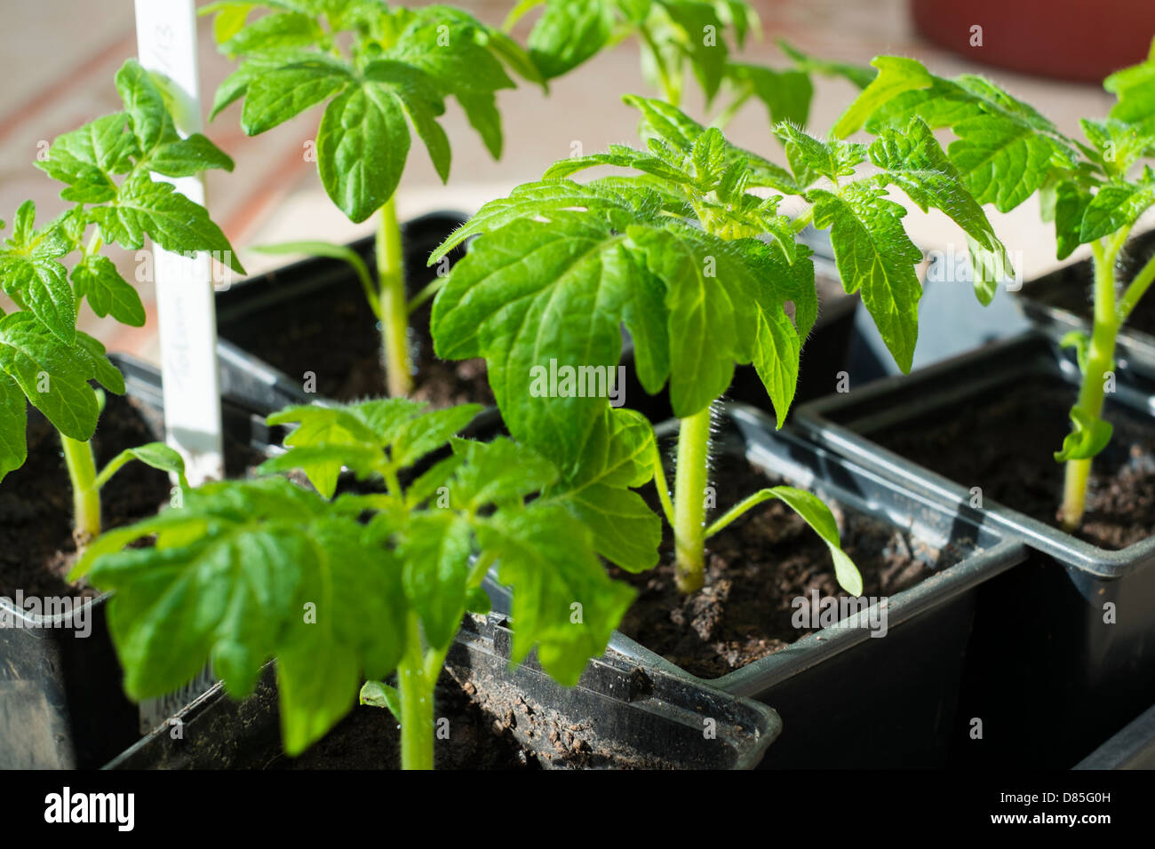 Petits Plants De Tomates Banque D Image Et Photos Alamy