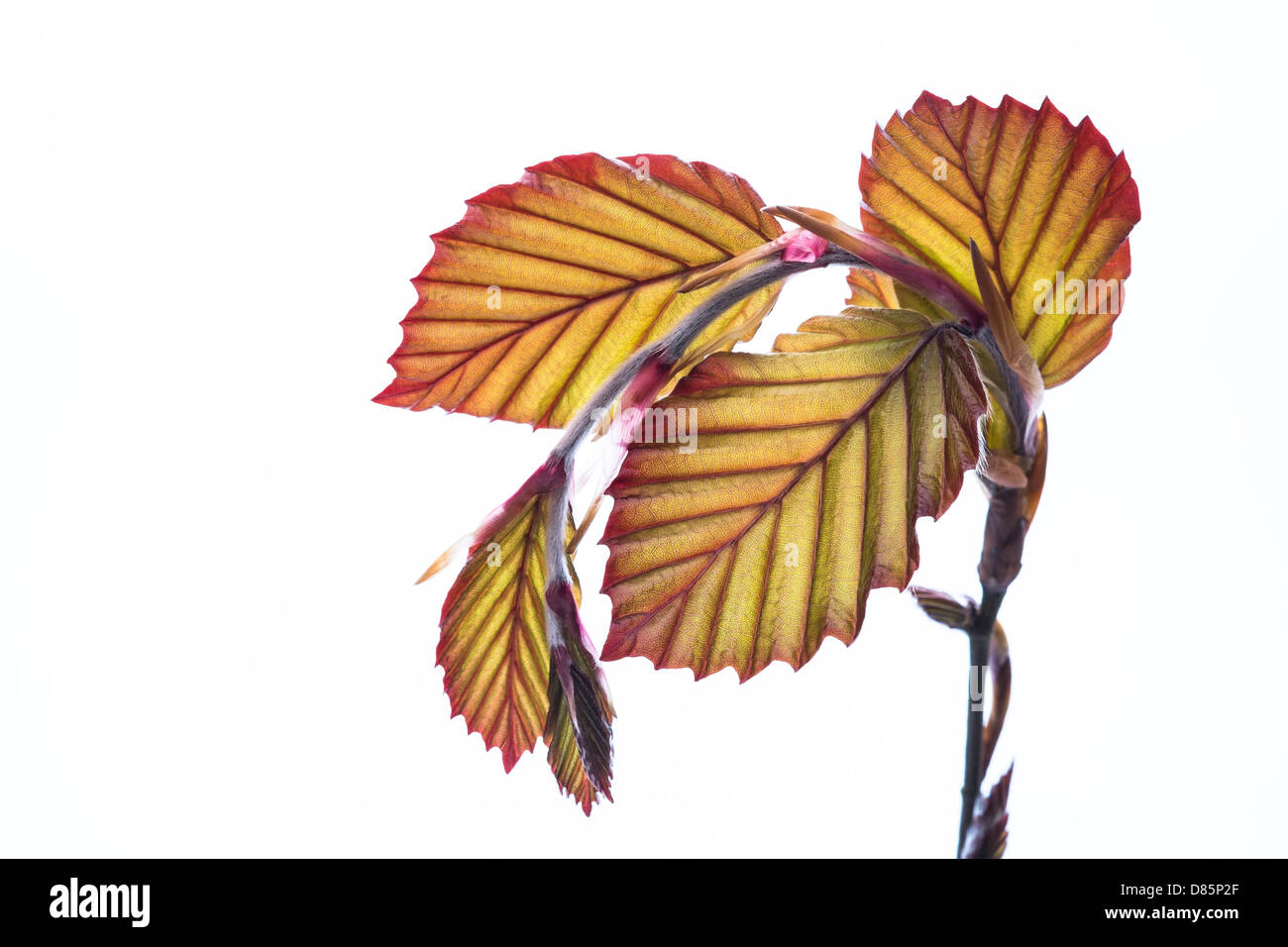 Close Up de nouveaux Copper Beech les feuilles des arbres au printemps, sur un fond blanc. Banque D'Images