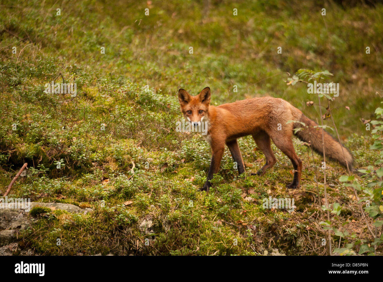 Le renard roux, Vulpes vulpes, dans Nissedal, Telemark fylke, la Norvège. Banque D'Images