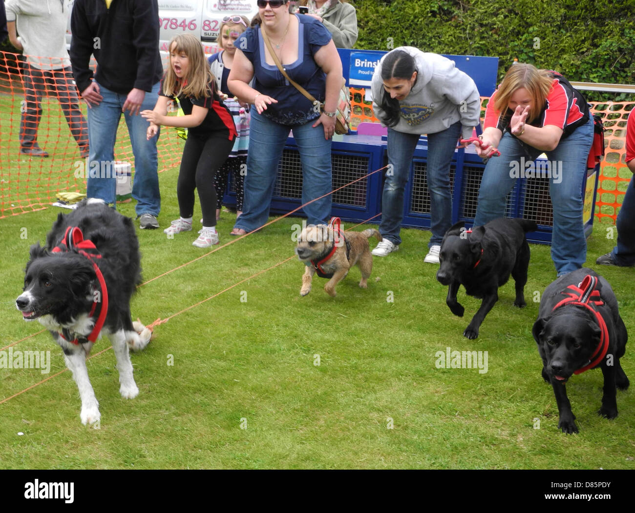 Terrier Dog Racing est un événement populaire au pays foires - c'était à Brinsbury Collge agricole journée portes ouvertes à Sussex Banque D'Images