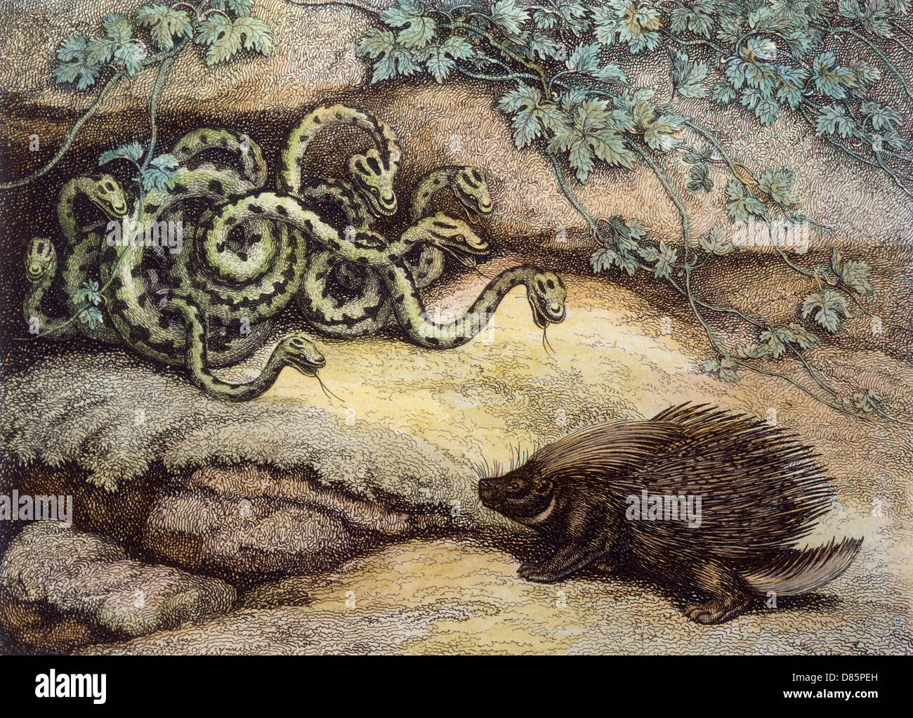 Porcupine et serpents Banque D'Images