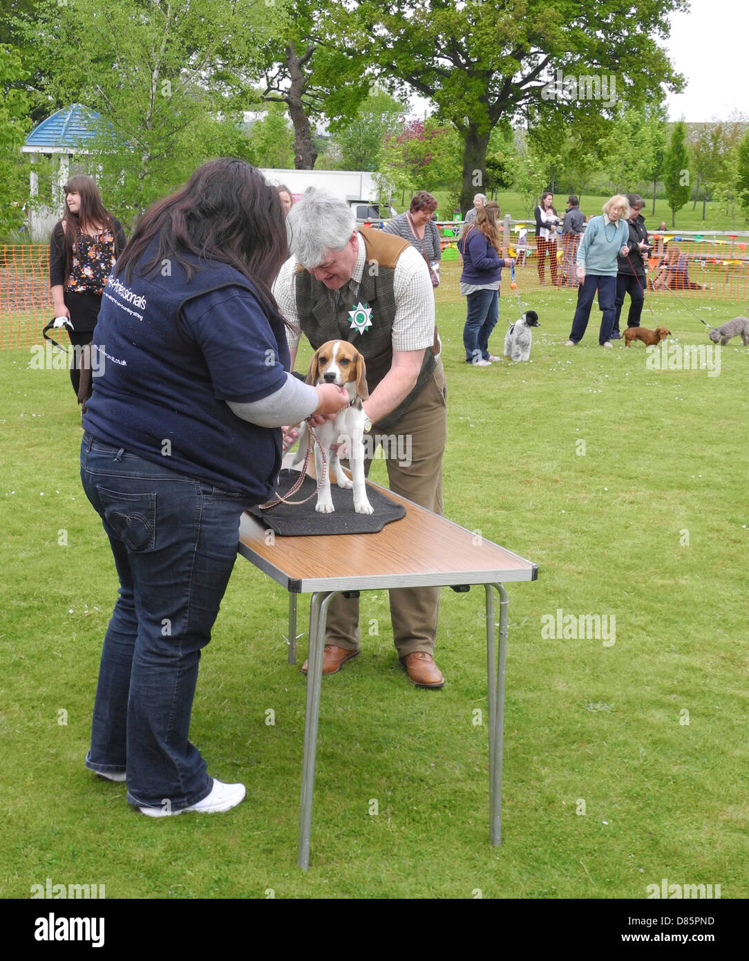 Chien montre met en évidence différents niveaux d'enthousiasme...AUCUN MODÈLE PRESSE UNIQUEMENT. Il s'agit d'une exposition canine à Brinsbury Agricultural College open day Banque D'Images