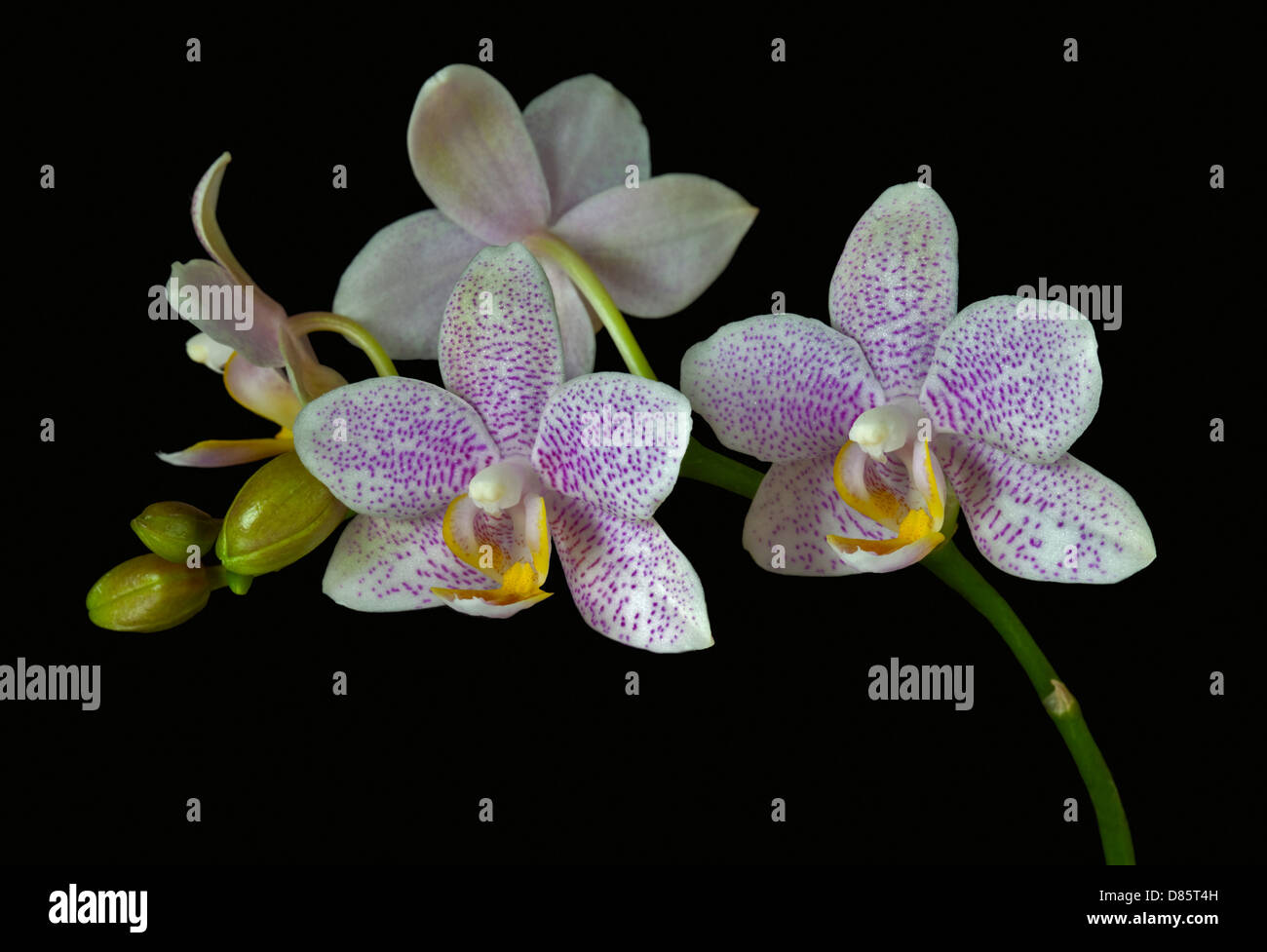 Repéré rose Orchidée Phalaenopsis Orchid (espèce) Banque D'Images
