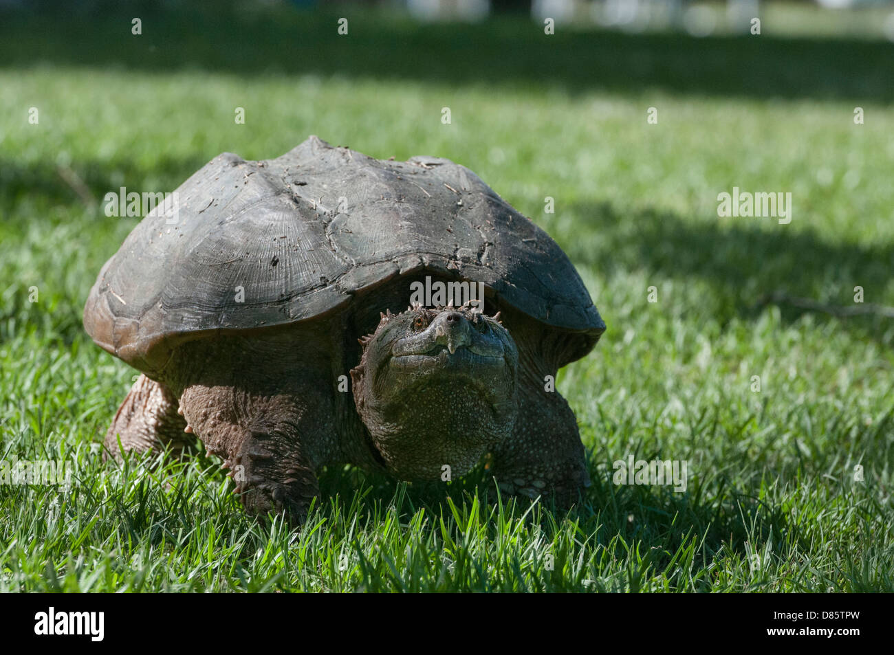 Tortue femelle à la recherche d'un endroit pour pondre ses oeufs sur les rives de la rivière Haines Creek dans le comté de Lake, en Floride, USA Banque D'Images