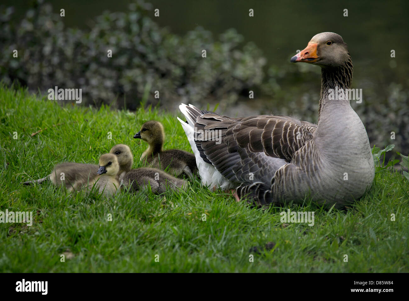Oie Cendree Anser Anser Oies Et Oisons Poussins Jeunes Oiseaux Oiseaux Bebe Oiseau Commun Dans La Cendree De La Faune Sauvage Photo Stock Alamy Oie Cendree Anser Anser Oies Et Oisons Poussins Jeunes Oiseaux Oiseaux Bebe Oiseau Commun Dans La Cendree De La Faune Sauvage Photo Stock Alamy