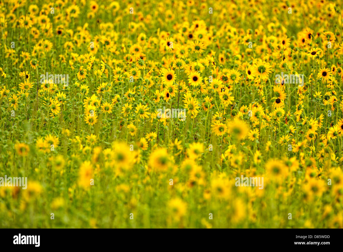 Le tournesol sauvage le long de la route, Rugby, dans le Dakota du Nord, USA Banque D'Images