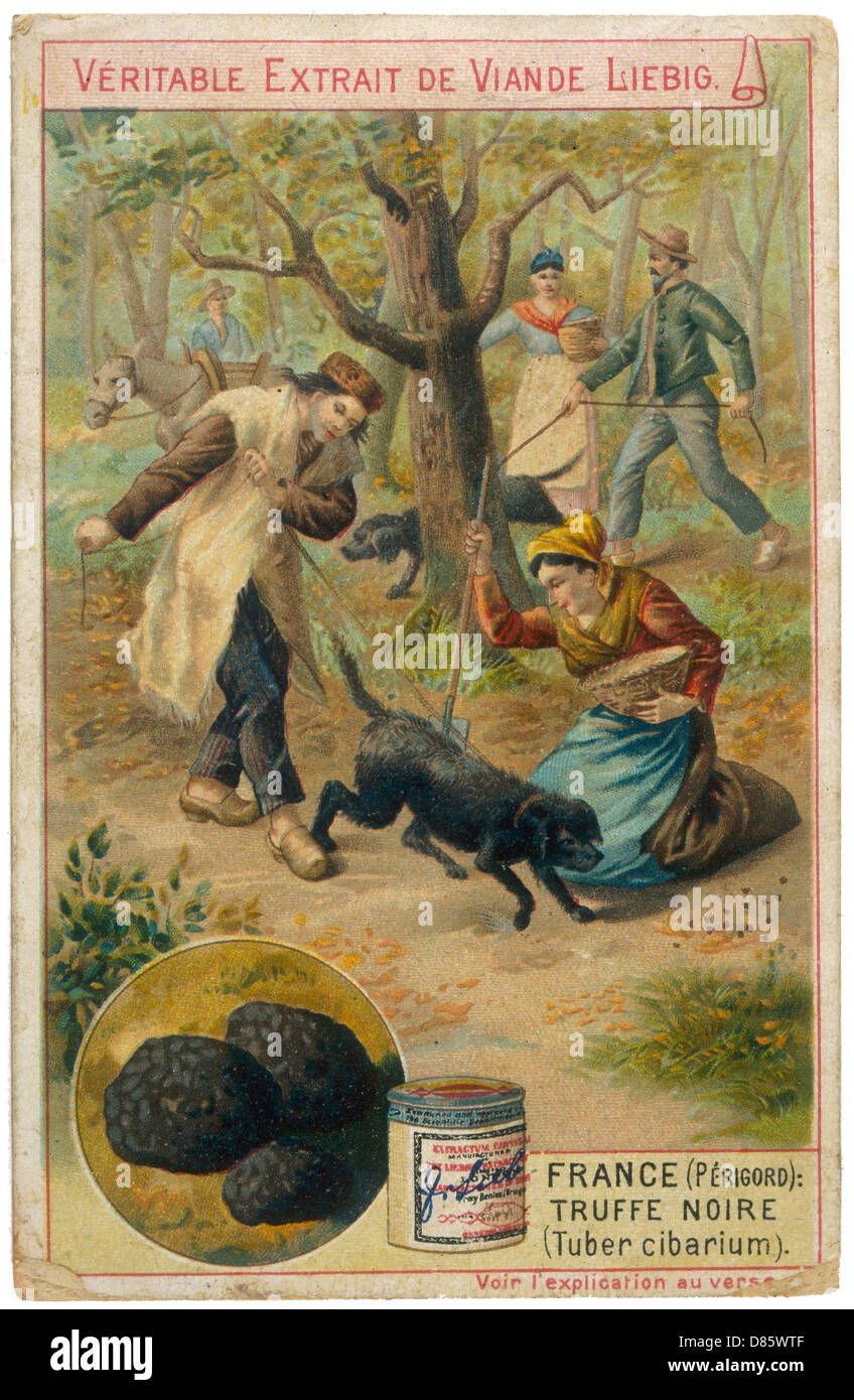 Chiens de chasse aux truffes Banque D'Images